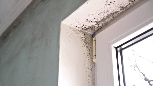 Best Residential Mold Remediation in Hargill, TX