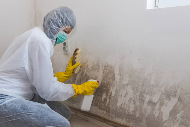 Best Commercial Mold Remediation in Hargill, TX