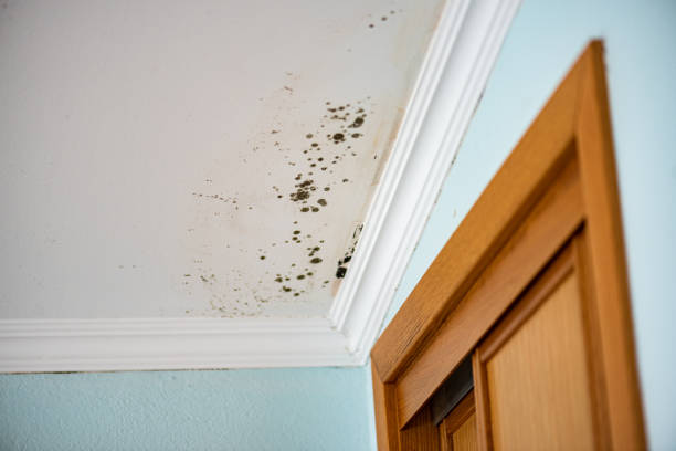 Best Post-Flood Mold Remediation in Hargill, TX