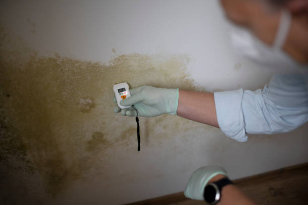 Best DIY Mold Remediation Support Services in Hargill, TX