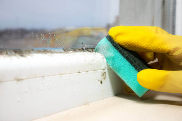 Trusted Hargill, TX Mold Remediation Experts