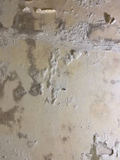 Best Insurance-Related Mold Remediation in Hargill, TX