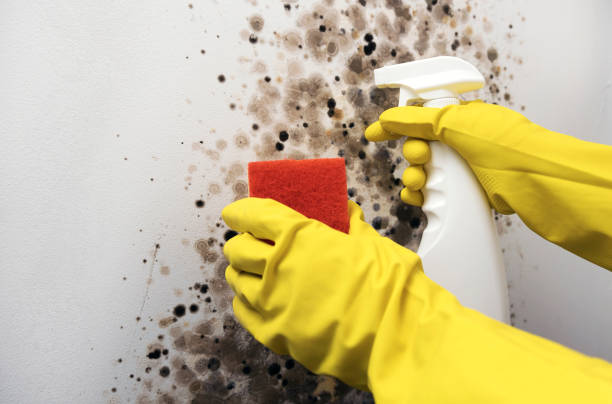 Best HVAC Mold Remediation in Hargill, TX
