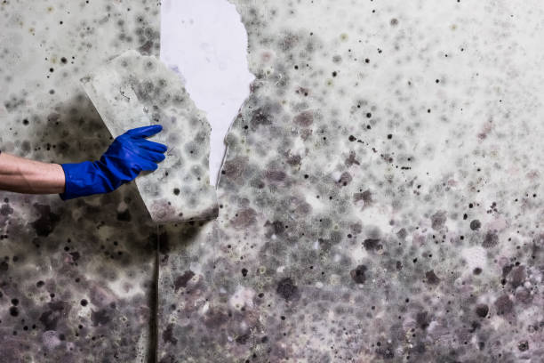 Best Mold Testing and Inspection Services in Hargill, TX