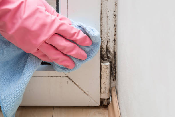 Best Kitchen Mold Remediation in Hargill, TX