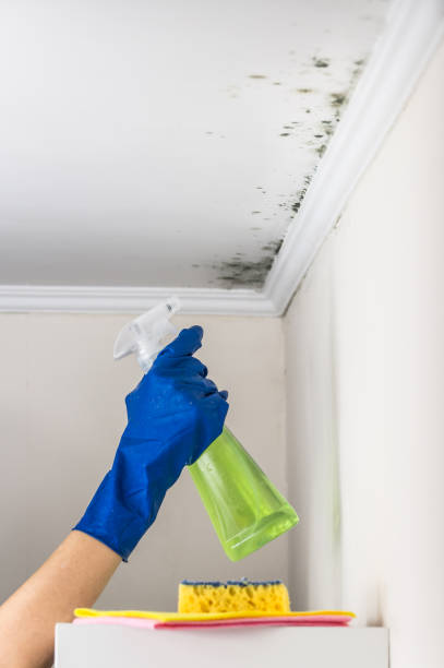 Best Black Mold Remediation in Hargill, TX