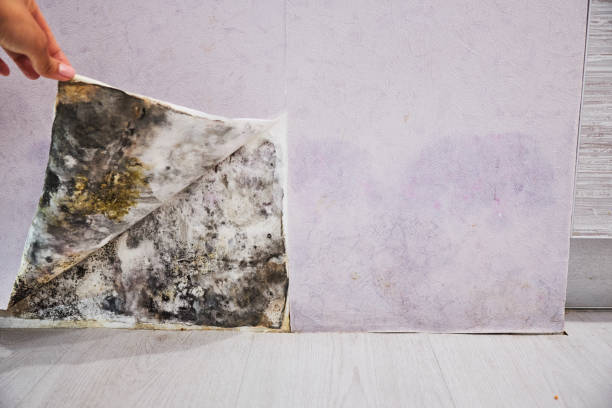 Professional Mold Remediation in Hargill, TX